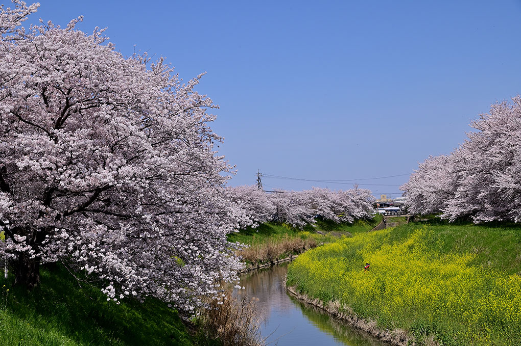 佐保川花散歩