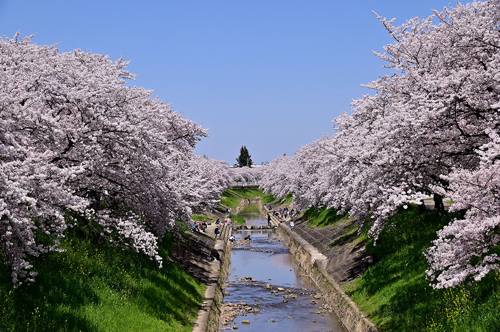 佐保川花のトンネル