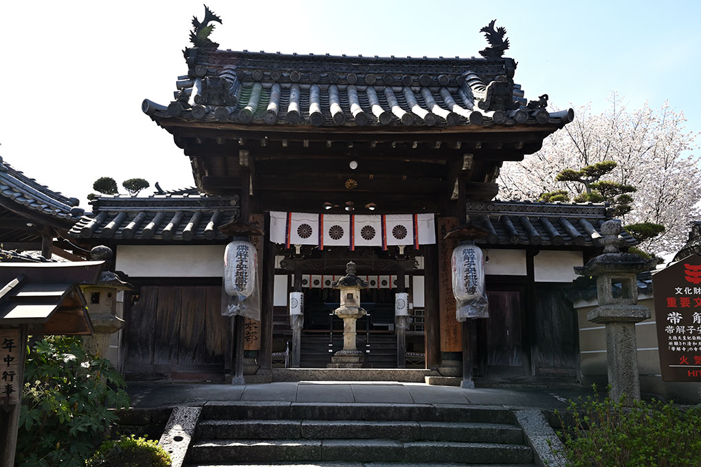 奈良の桜の楽しみ