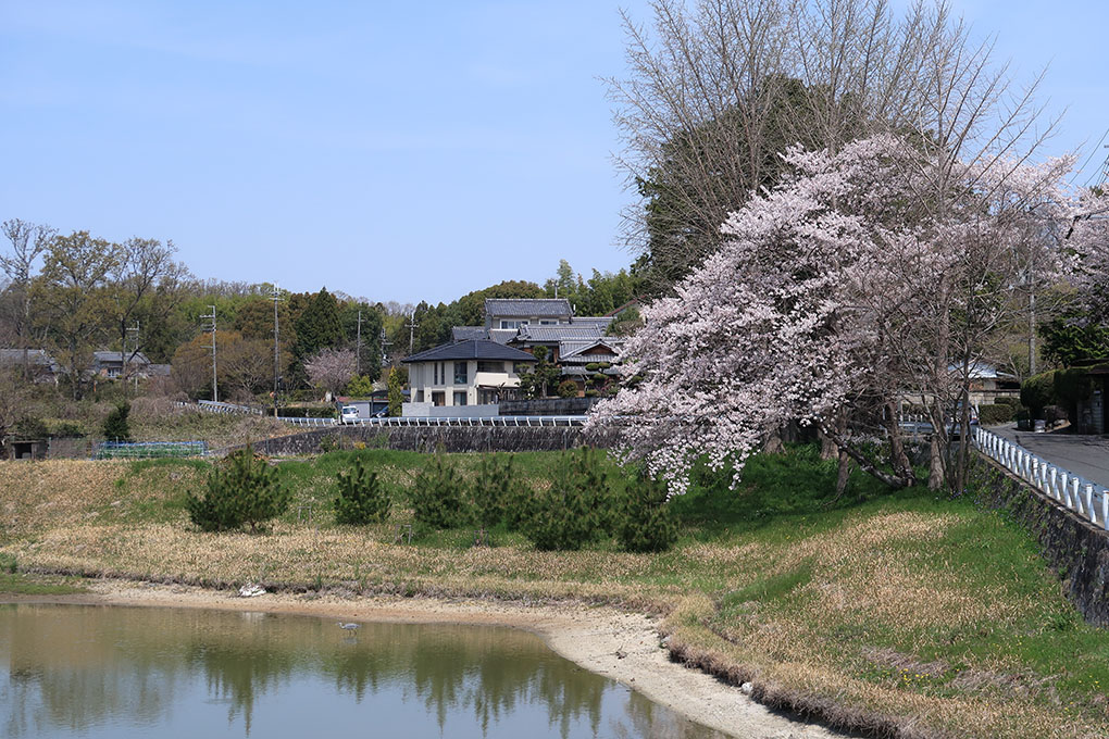もう少しだけ桜