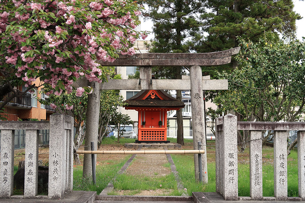 桜、第三幕