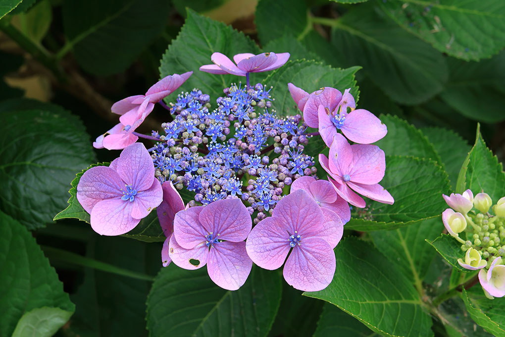 芒種の頃