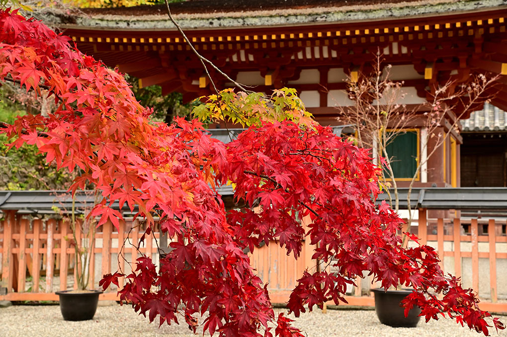 花の御寺の紅葉