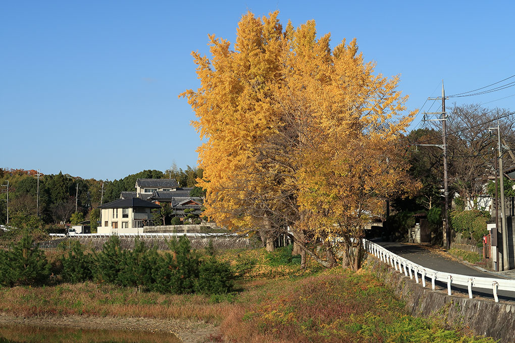 平城の大銀杏