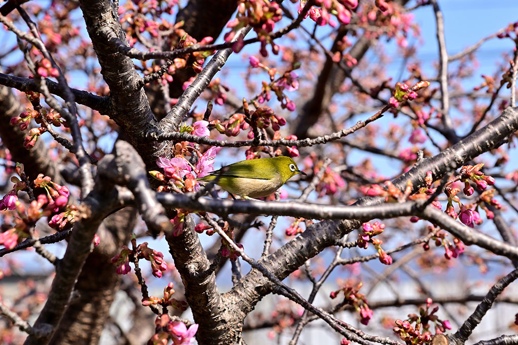 桜にメジロ