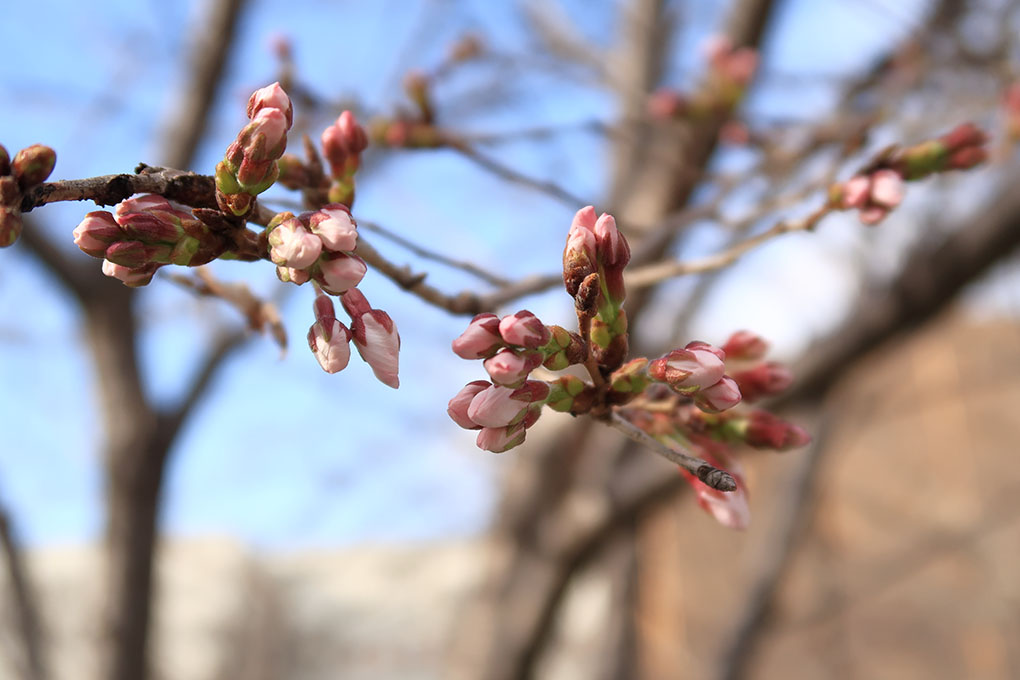 花を見るには早すぎる
