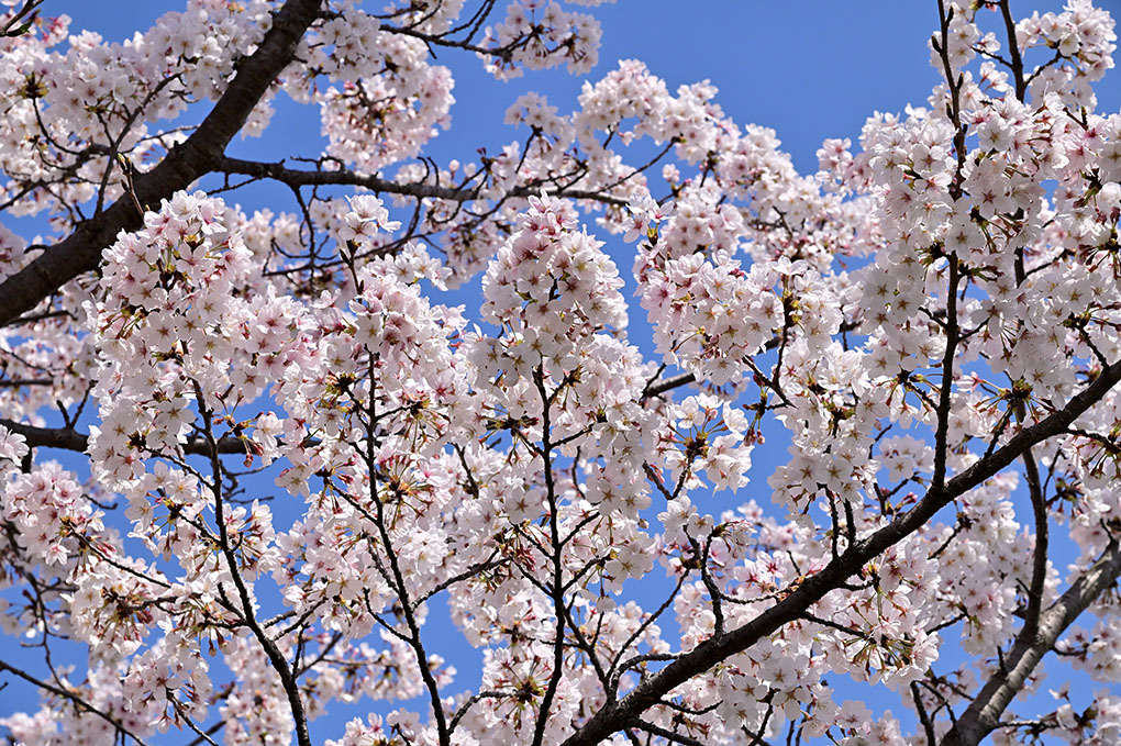 木津川の桜