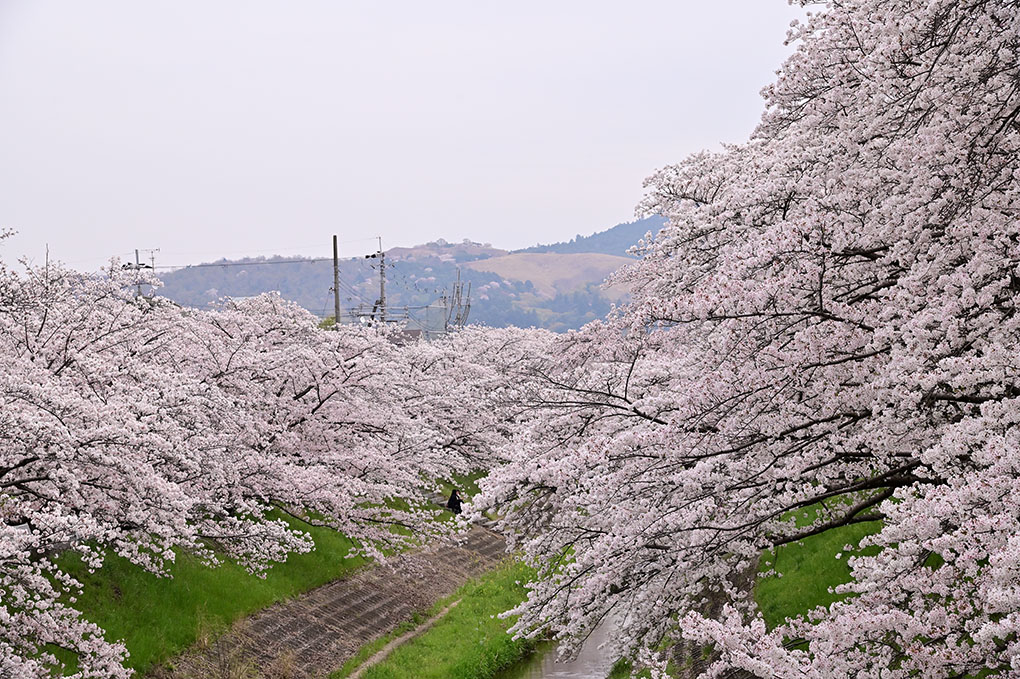 いつもの桜並木