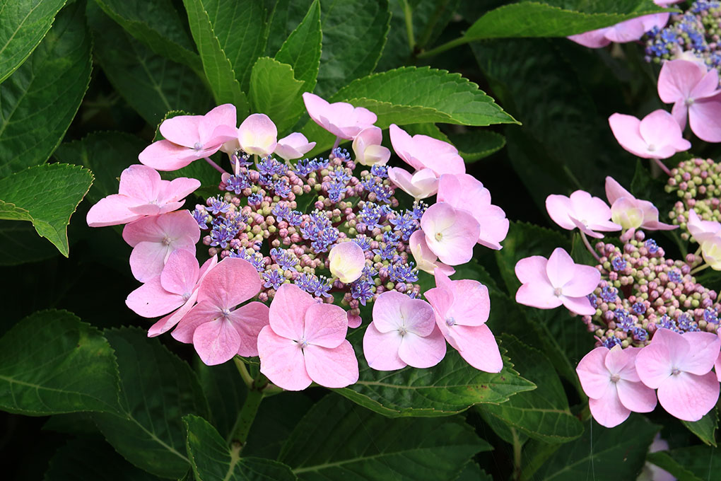 紫陽花の花が咲く頃