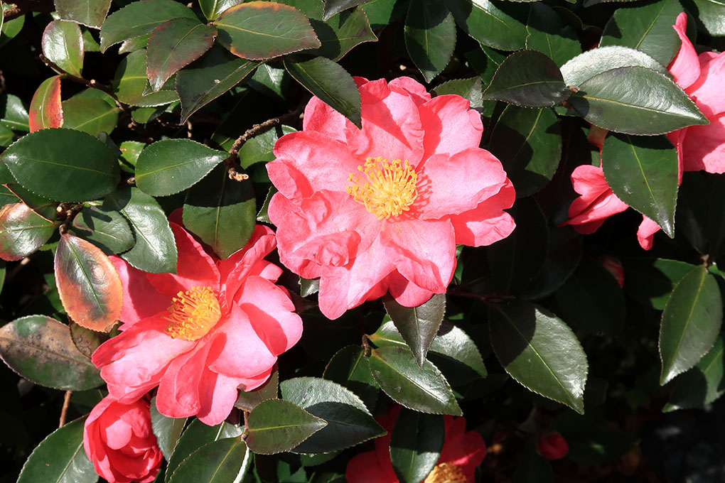迎春の山茶花