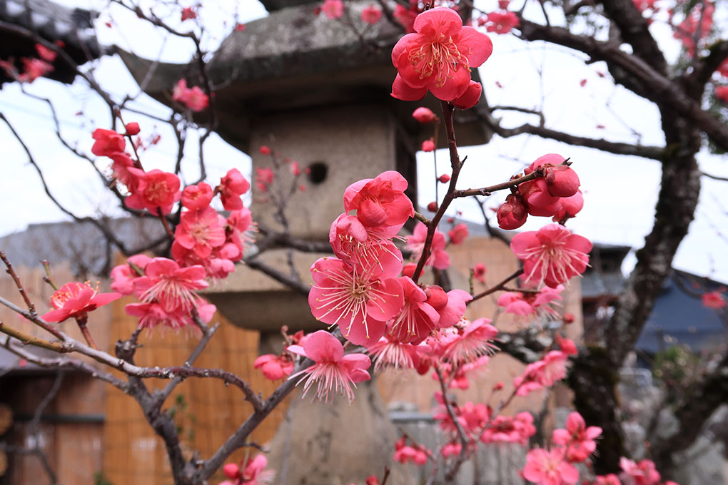 節分の梅の花