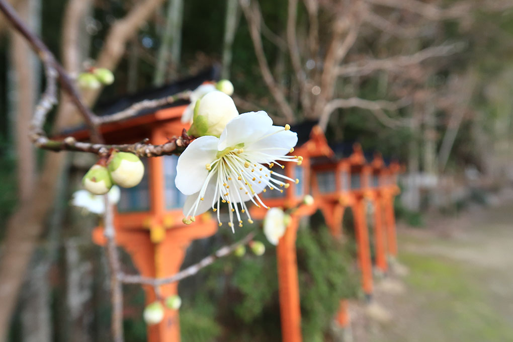 早春の志都美神社
