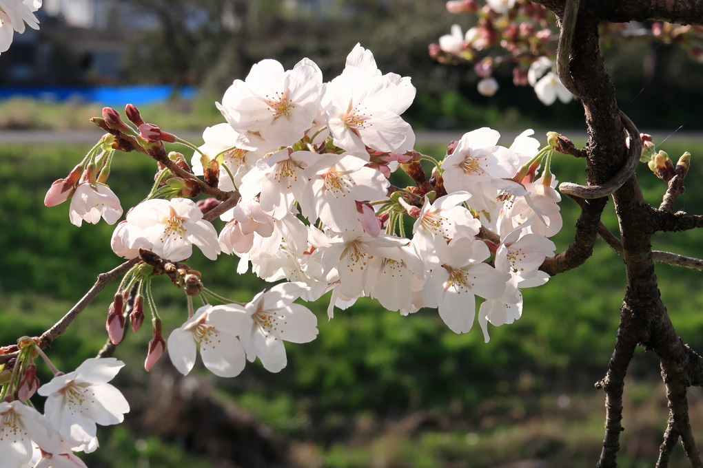 秋篠川の開花宣言