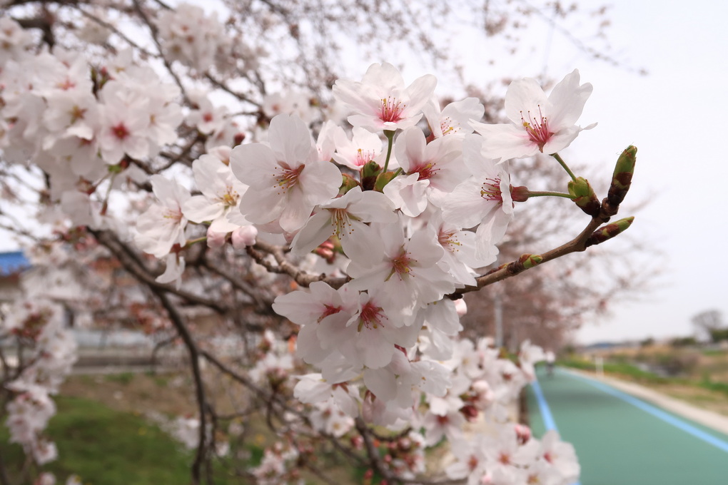 花曇の富雄川