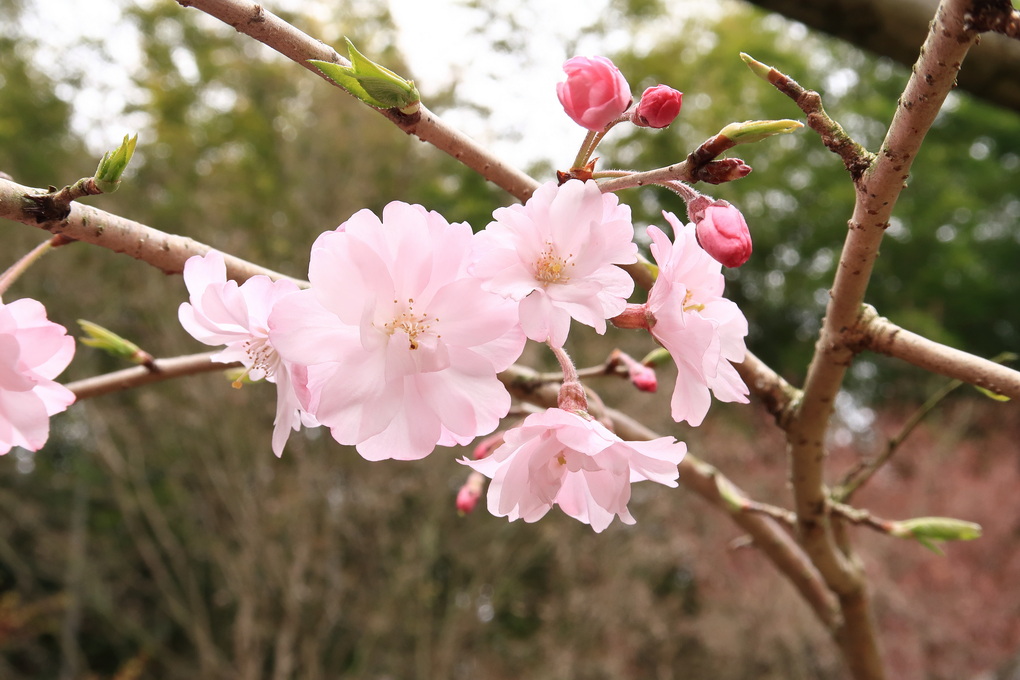 銘桜？？？志都美神社の春楽しだれ桜