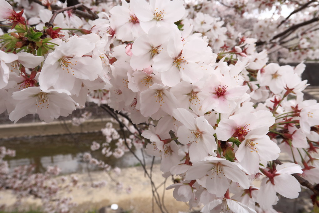花吹雪の佐保川