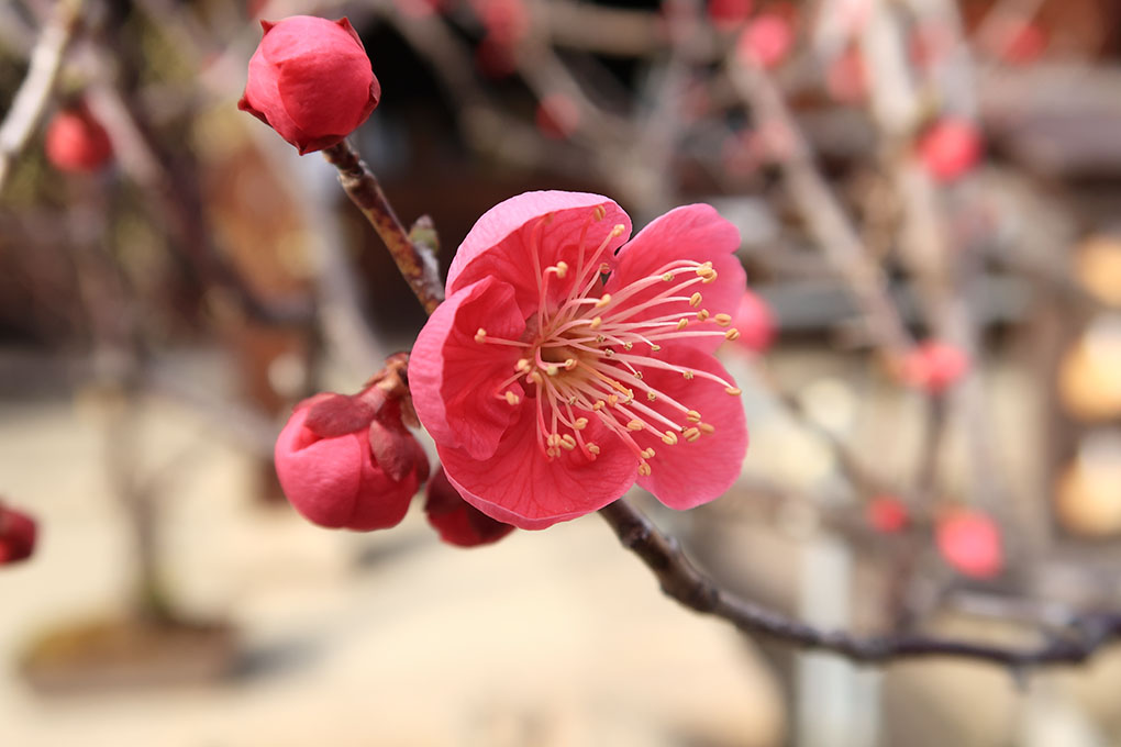 菅原天満宮の梅、凍える