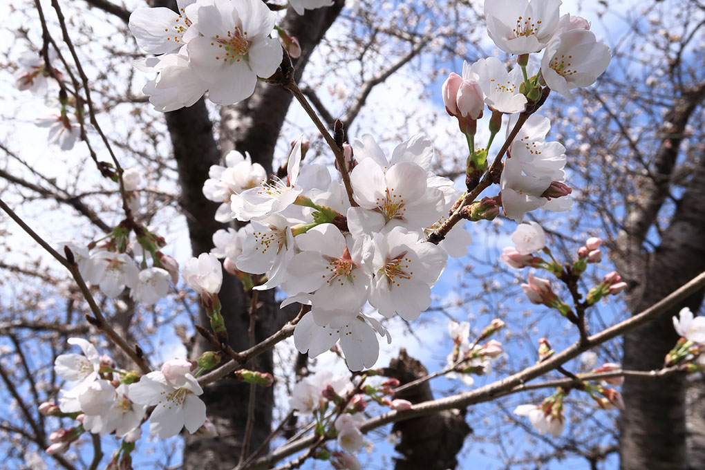 真冬並みの花冷え