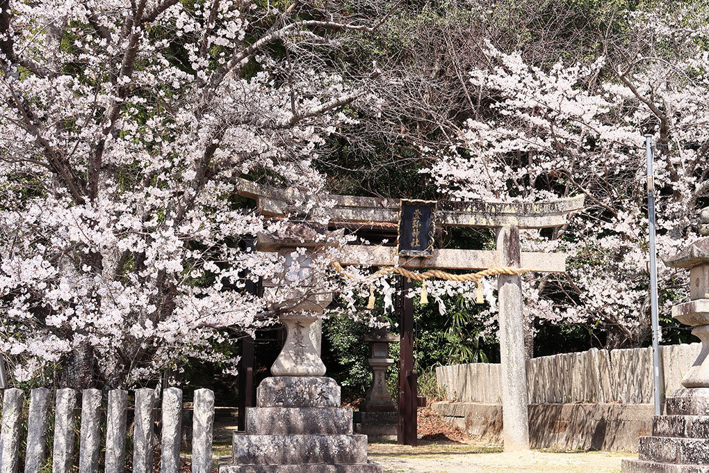 登彌神社の桜