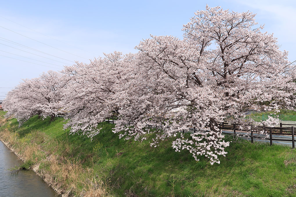 桜の花びらがはらはら