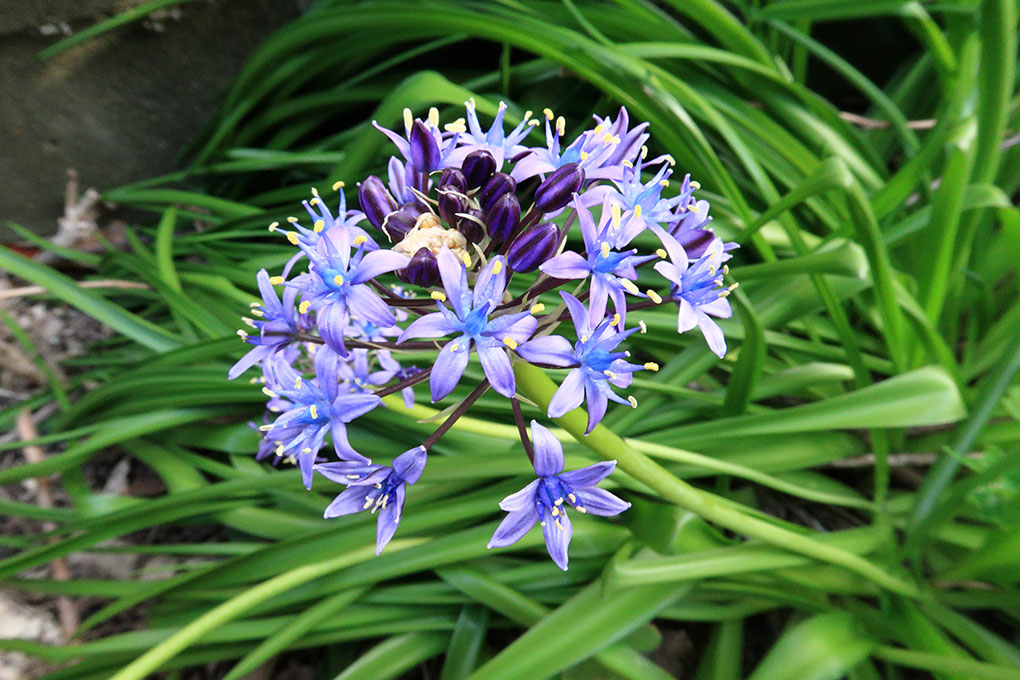 お久しぶりのシラーベルビアナ