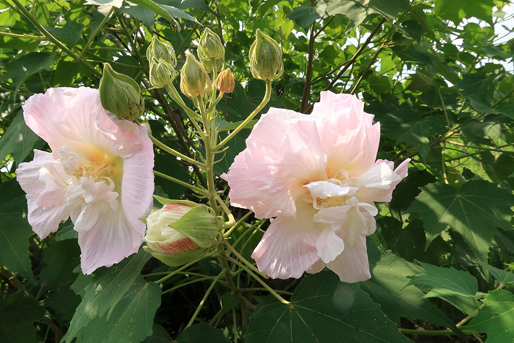 今年の夏はいつまで続く？